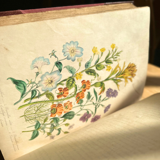 Flora and Fauna