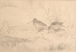 Item #12702 FINE PENCIL DRAWING OF A PAIR OF SNIPE, signed and titled at lower right. Roland Green
