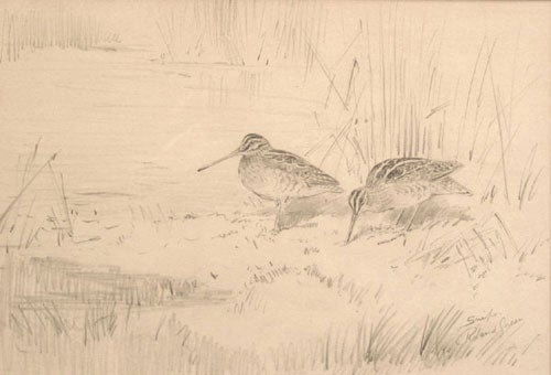Item #12702 FINE PENCIL DRAWING OF A PAIR OF SNIPE, signed and titled at lower right. Roland Green.