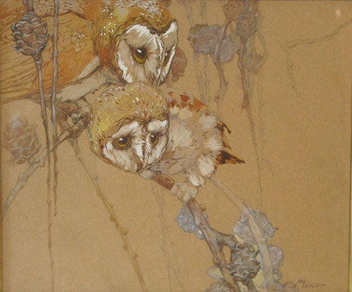 Two Barn Owls on a Pine Branch