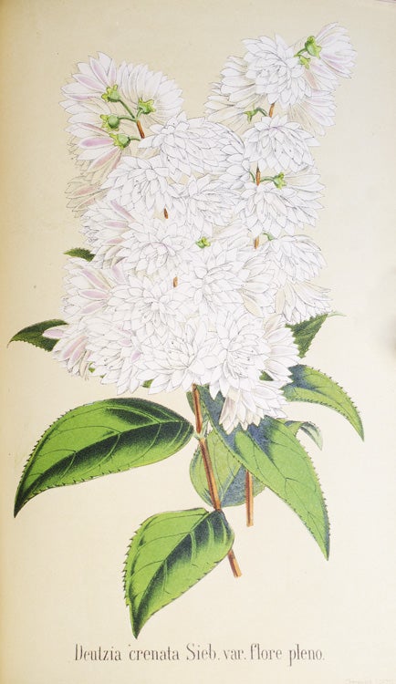 La Belgique Horticole. Annales de Botanique et d'Horticulture. Volumes 14 (1864) and 21 (1871)