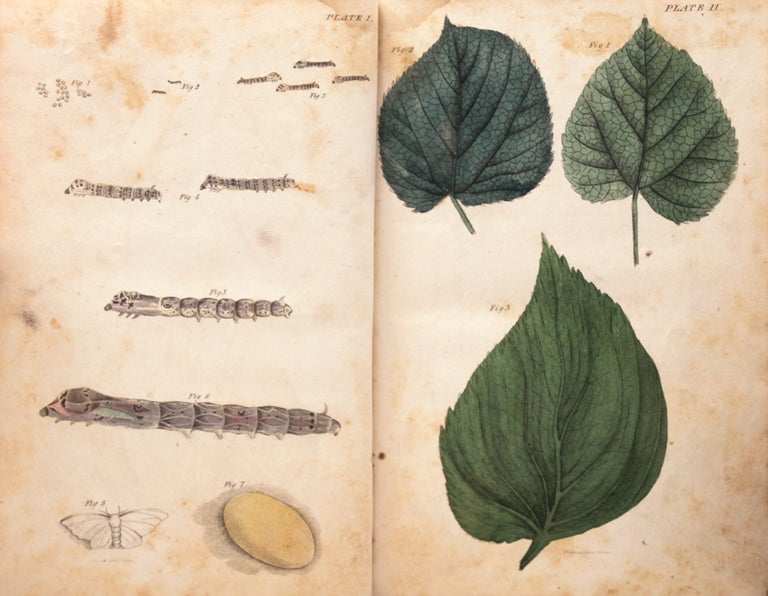 A Manual containing Information Respecting the Growth of the Mulberry Tree, with Suitable Directions for the Culture of Silk. In Three Parts
