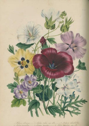 Item #231001 The Ladies’ Flower Garden of Ornamental Annuals. Loudon Mrs, Jane