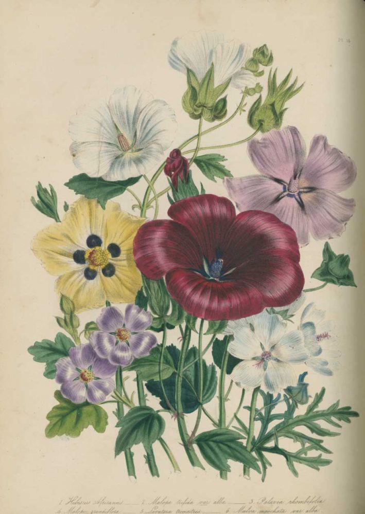 Item #231001 The Ladies’ Flower Garden of Ornamental Annuals. Loudon Mrs, Jane.