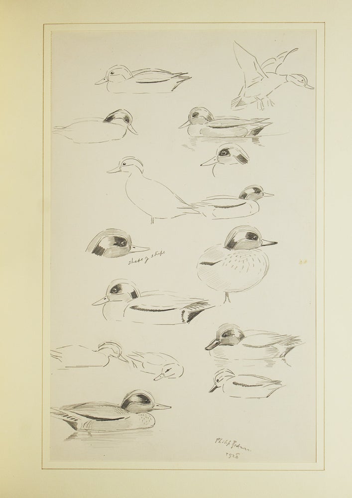 A Selection of Bird Paintings and Sketches