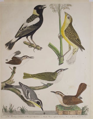 Item #239002 Hand-Colored Engraving from the Birds ... 1. Rice Bunting. 2. Female. 3. Red-eyed...