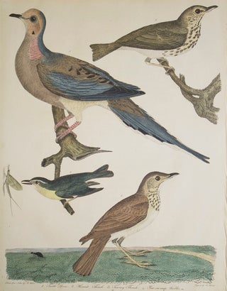 Item #239003 Hand-Colored Engraving from the Birds ... Plate 43. 1. Turtle Dove. 2. Hermit...
