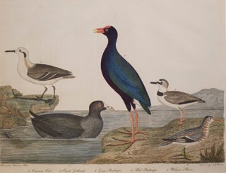 Item #239004 Hand-Colored Engraving from the Birds ... 1. The Common Coot. 2. Purple Gallinule....
