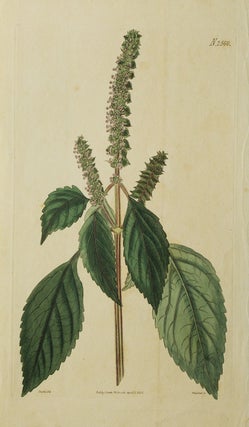 Item #24634 An engraving of a mint-like purple flowering plant by Weddell after J. Curtis. Floral...