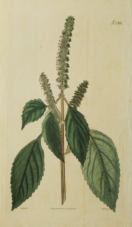 An engraving of a mint-like purple flowering plant by Weddell after J. Curtis