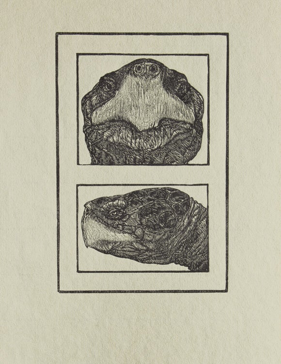 Tortoises. Six Poems by D. H. Lawrence … With an Introduction by Jefferson Hunter