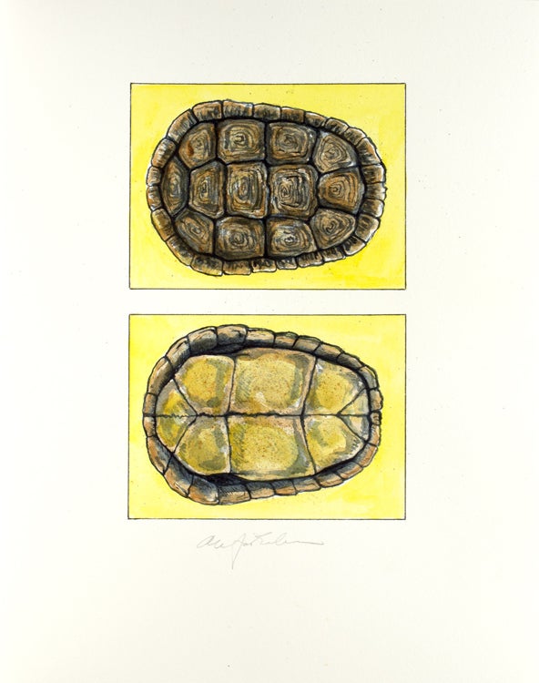 Tortoises. Six Poems by D. H. Lawrence … With an Introduction by Jefferson Hunter