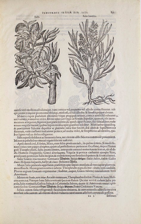 A Leaf from the 1583 Rembert Dodoens Herbal Printed by Christopher Plantin. With a Short Essay by Carey S. Bliss