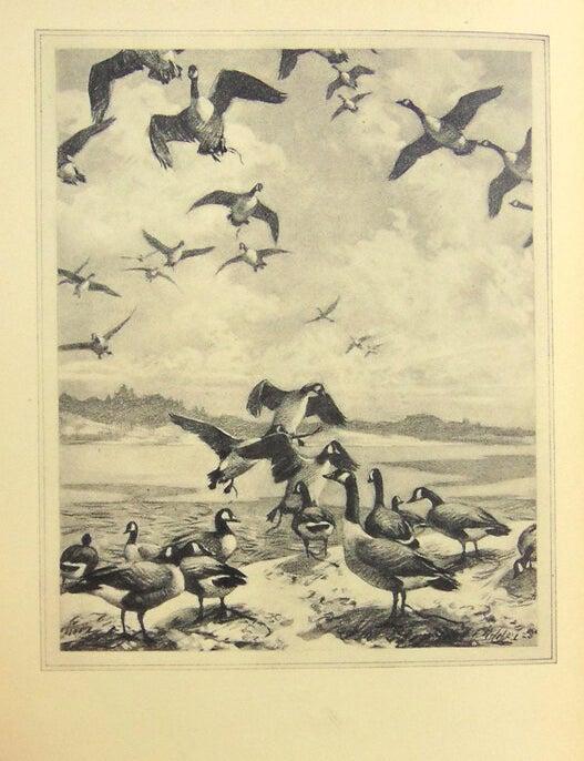 Shooting-Stands of Eastern Massachusetts