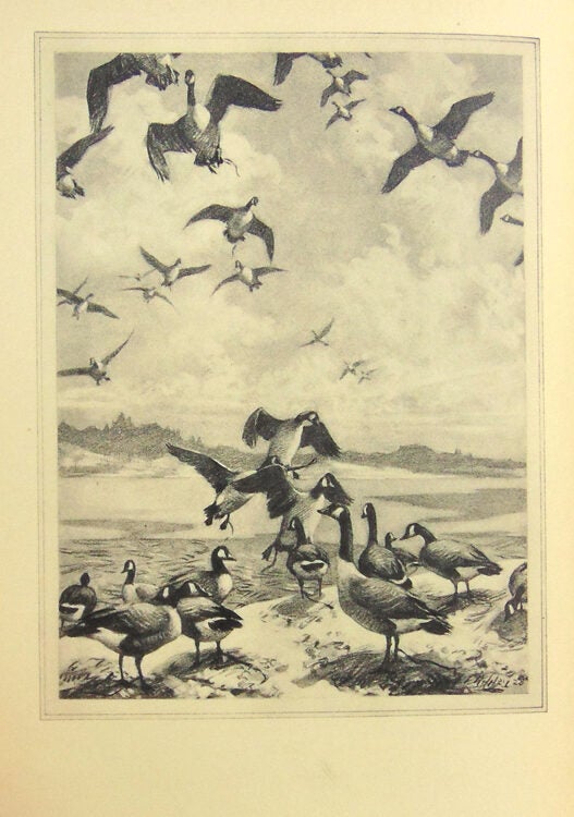 Shooting-Stands of Eastern Massachusetts