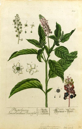 Item #250731 Hand-colored print of Phytolacca Amaranthus Bacifer from Herbarium Blackwellianum....