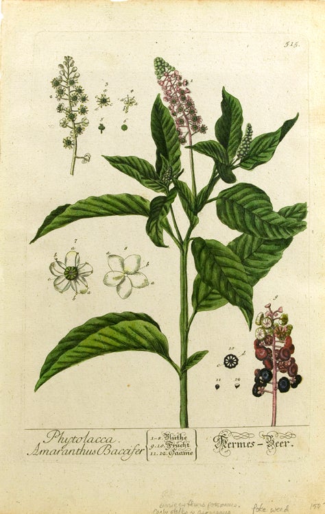 Item #250731 Hand-colored print of Phytolacca Amaranthus Bacifer from Herbarium Blackwellianum. Plate 341a. Poke-wood, Elizabeth Blackwell.