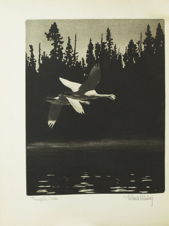 Bishop's Birds. Etchings of Water-Fowl and Upland Game Birds. Foreword by Colonel Harold P.... (4/4)