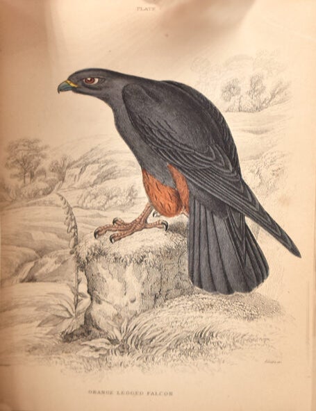The Naturalist’s Library. Ornithology