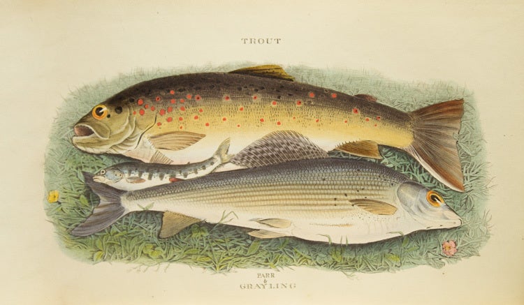 The Fly-fisher's Entomology, illustrated by Coloured Representations of the Natural and Artificial Insect: and a Few Observations and Instructions on Trout- and Grayling fishing