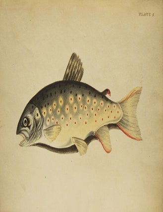 The Fly Fisher's Guide (4/5)