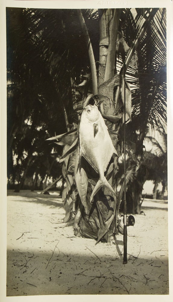 “Permit: A Rare Game Fish of the Coral Shoals”: Typescript, with annotations in Grey's hand