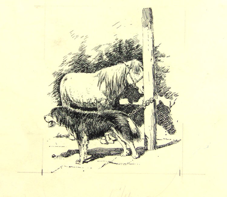 Drawing in ink "Kokonor pony and Tibetan Mastiff" (from author's photo) from article "Driven out of Tibet" from the Century Magazine April 1899
