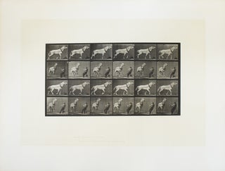 Item #312983 Animal Locomotion. An Electro-Photographic Investigation of Consecutive Phases of...