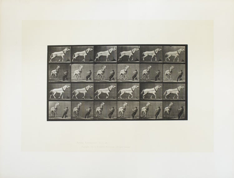 Animal Locomotion. An Electro-Photographic Investigation of Consecutive Phases of Animal Movements