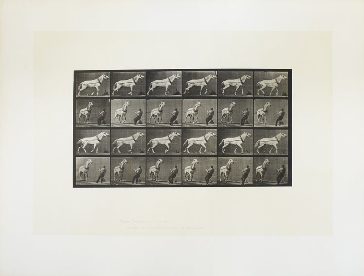 Item #312983 Animal Locomotion. An Electro-Photographic Investigation of Consecutive Phases of Animal Movements. Eadweard Muybridge.