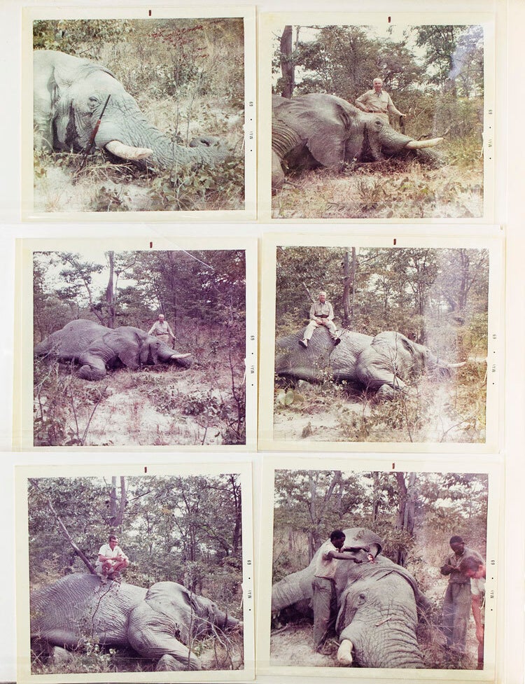 Big Game Hunting in Botswana