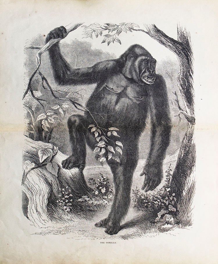 Exploration and Adventures in Equatorial Africa. With Accounts of the Manners and Customs of the People and of the Chace of the Gorilla, Crocodile, Leopard, Elephant, Hippopotamus, and Other Animals