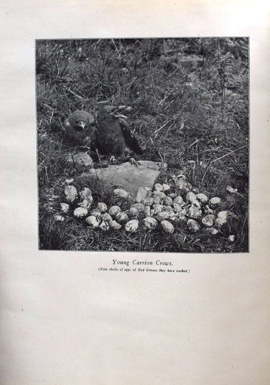 The Natural History of Selborne with Notes by Richard Kearton, F.Z.S