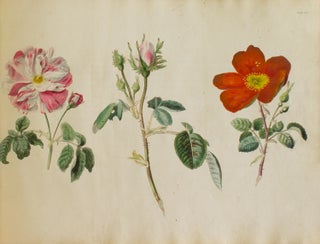 A Practical Essay on Flower Painting in Water Colours