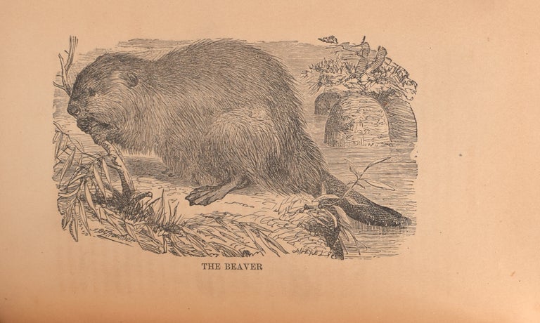 Natural History of Western Wild Animals and uide for Hunters, Trappers and Sportsmen..