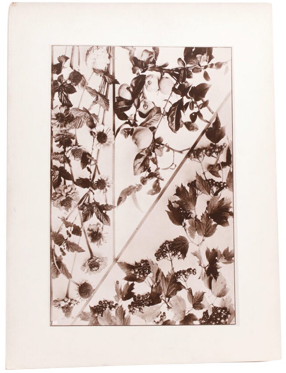 Blossom Fruit and Foliage. Fifty Photographs