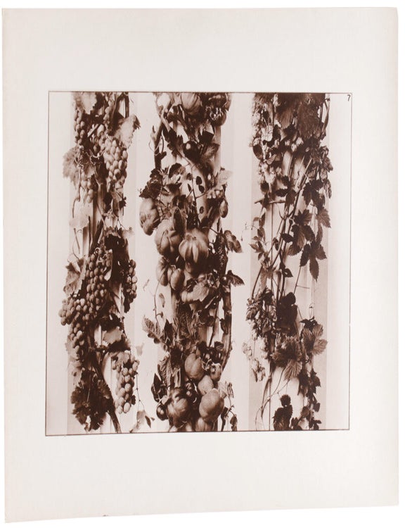 Blossom Fruit and Foliage. Fifty Photographs