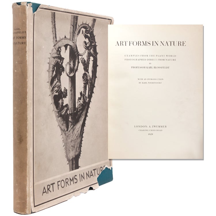 Item #324630 Art Forms in Nature. Examples from the plant world photographed direct from Nature. Karl Blossfeldt.