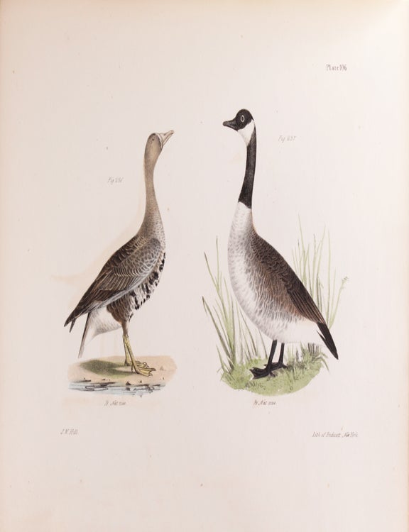 Zoology of New York or the Fauna … Part II. Birds