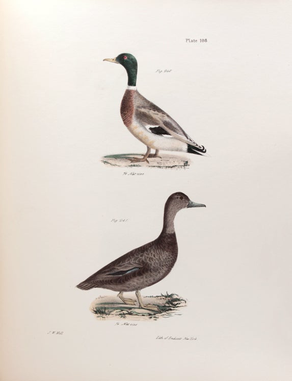 Zoology of New York or the Fauna … Part II. Birds