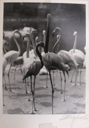 Item #329326 Untitled photograph of flamingos, signed. Lotte Jacobi