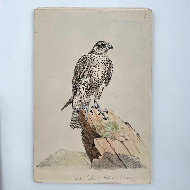 [Heavily-corrected proofs for the second edition of Salvin's Falconry in the British Isles, with hand colored proofs, and an original watercolor by Brodrick and other related material]