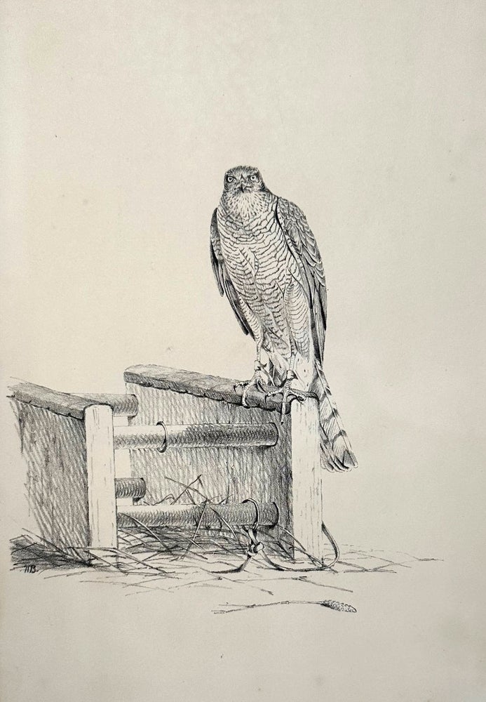 [Heavily-corrected proofs for the second edition of Salvin's Falconry in the British Isles, with hand colored proofs, and an original watercolor by Brodrick and other related material]