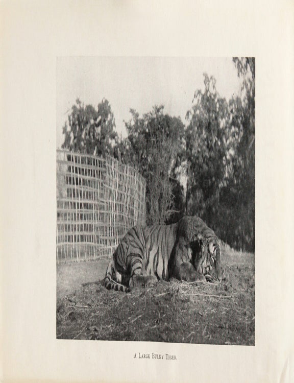 Wild Animals in Central India