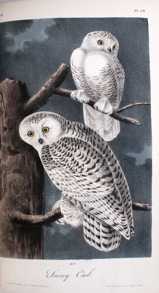 The Birds of America, from Drawings Made in the United States and Their Territories