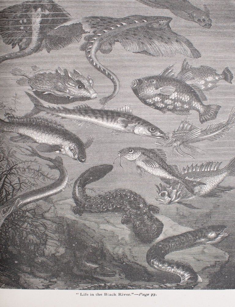 Twenty Thousand Leagues under the Seas (5/7)