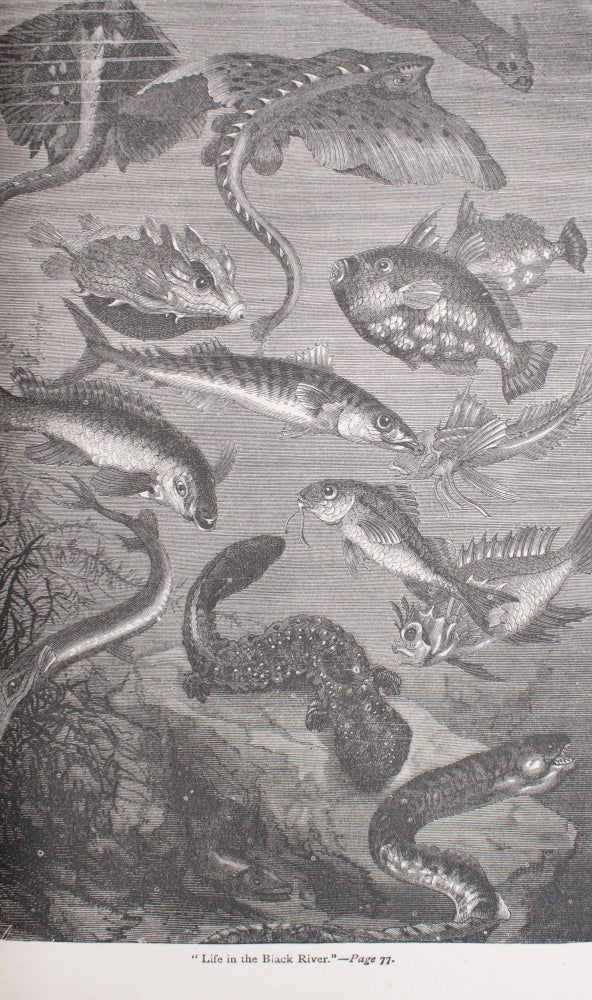 Twenty Thousand Leagues under the Seas (5/7)