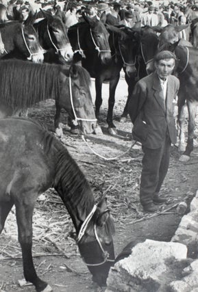 Item #353778 Untitled [Horses and Mules in Sicily]. Harry Lapow