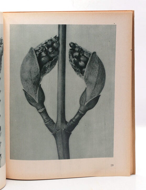 Urformen der Kunst. Photographische Pflanzenbilder...Herausegeben mit Einleitung von Karl Nierendorf