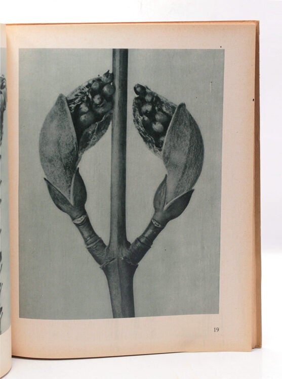 Urformen der Kunst. Photographische Pflanzenbilder...Herausegeben mit Einleitung von Karl Nierendorf
